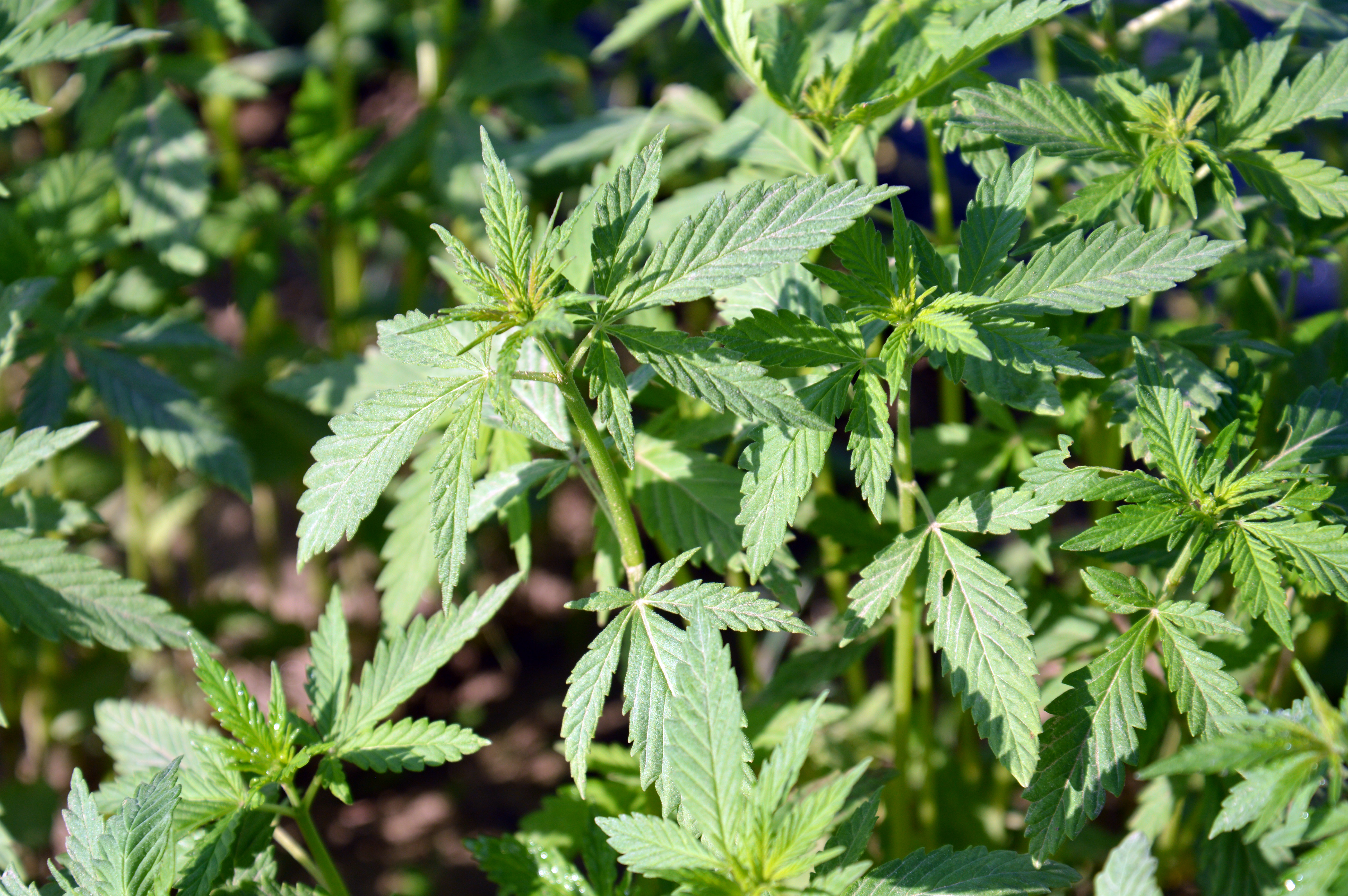 Risky Business: Industrial Hemp Production
